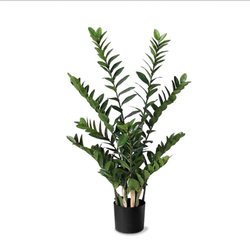 ZZ Plant 38"H, Potted Set Of 2 By Gold Leaf Design Group